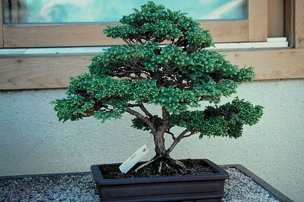 ithal bonsai saksi iegi  el internetten iek sat 