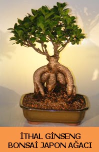 thal japon aac ginseng bonsai sat  el iek online iek siparii 
